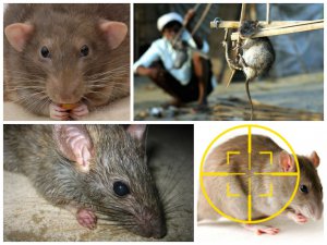 Как вывести крыс и мышей из дома?